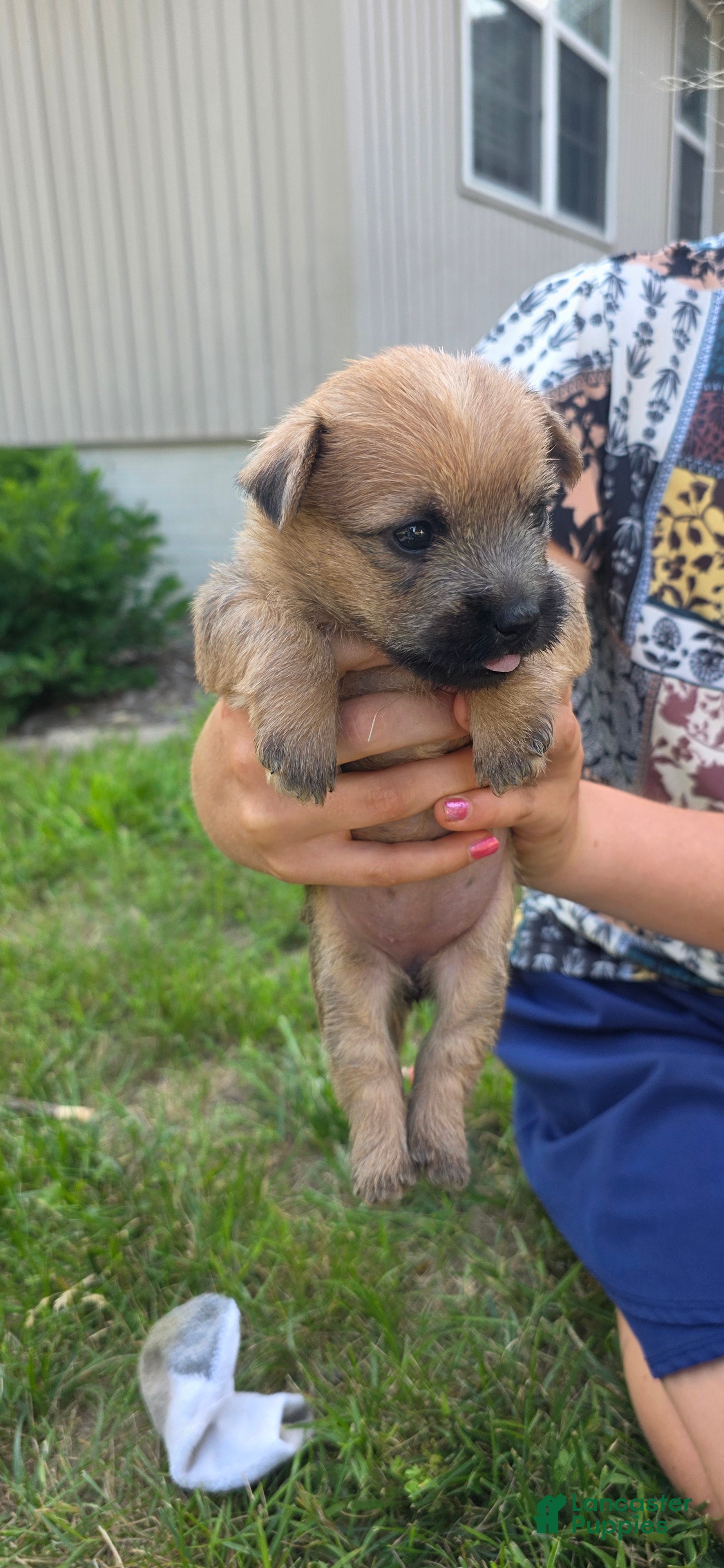 Cairn Terrier dogs Violet  - Ad 2