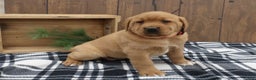 Labrador Retriever dogs for sale: Sparkle - Ad 1
