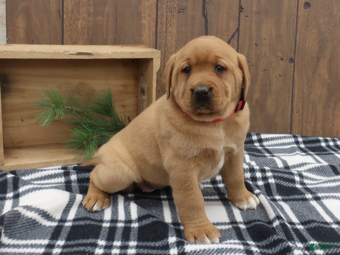 Labrador Retriever dogs for sale: Sparkle - Ad 1