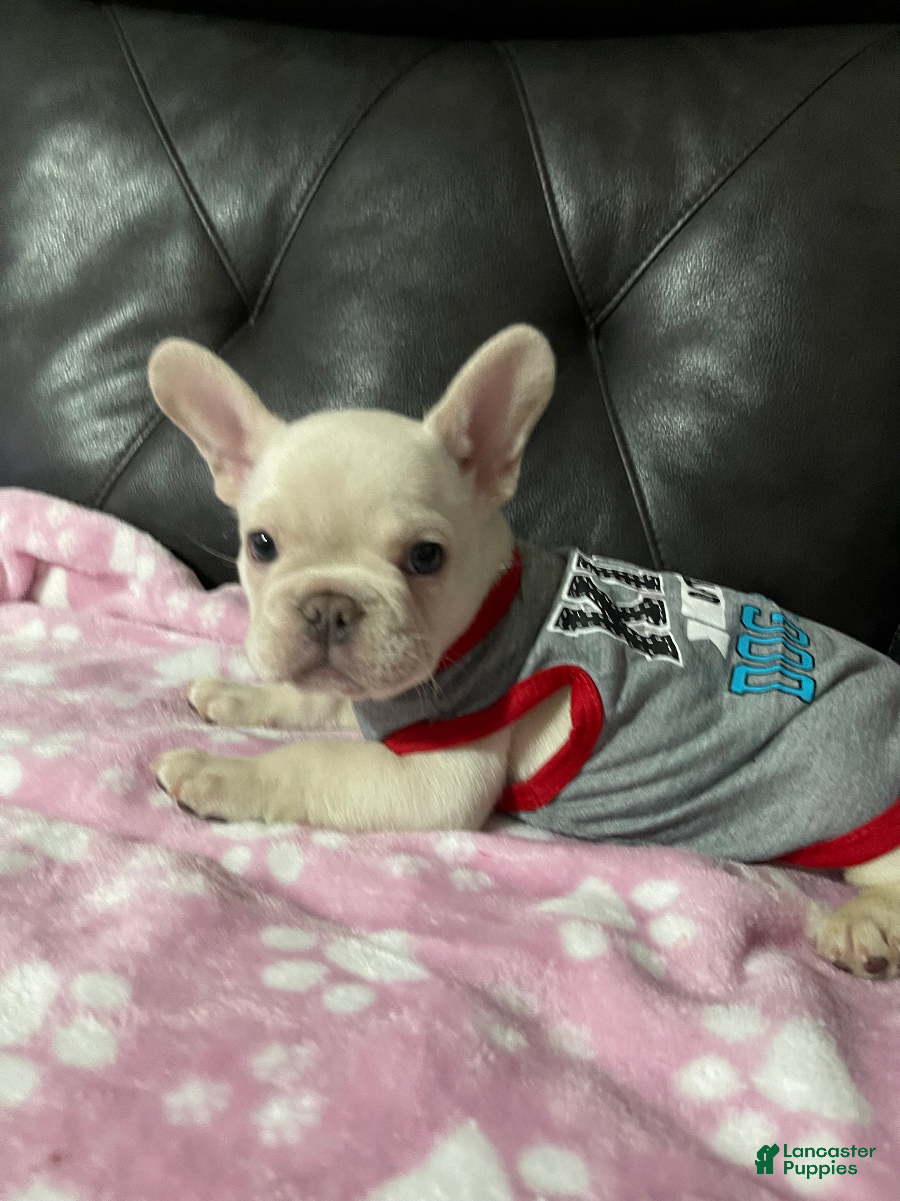 French Bulldog dogs Marshmallow - Ad 1