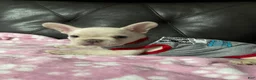 French Bulldog dogs for sale: Marshmallow - Ad 7