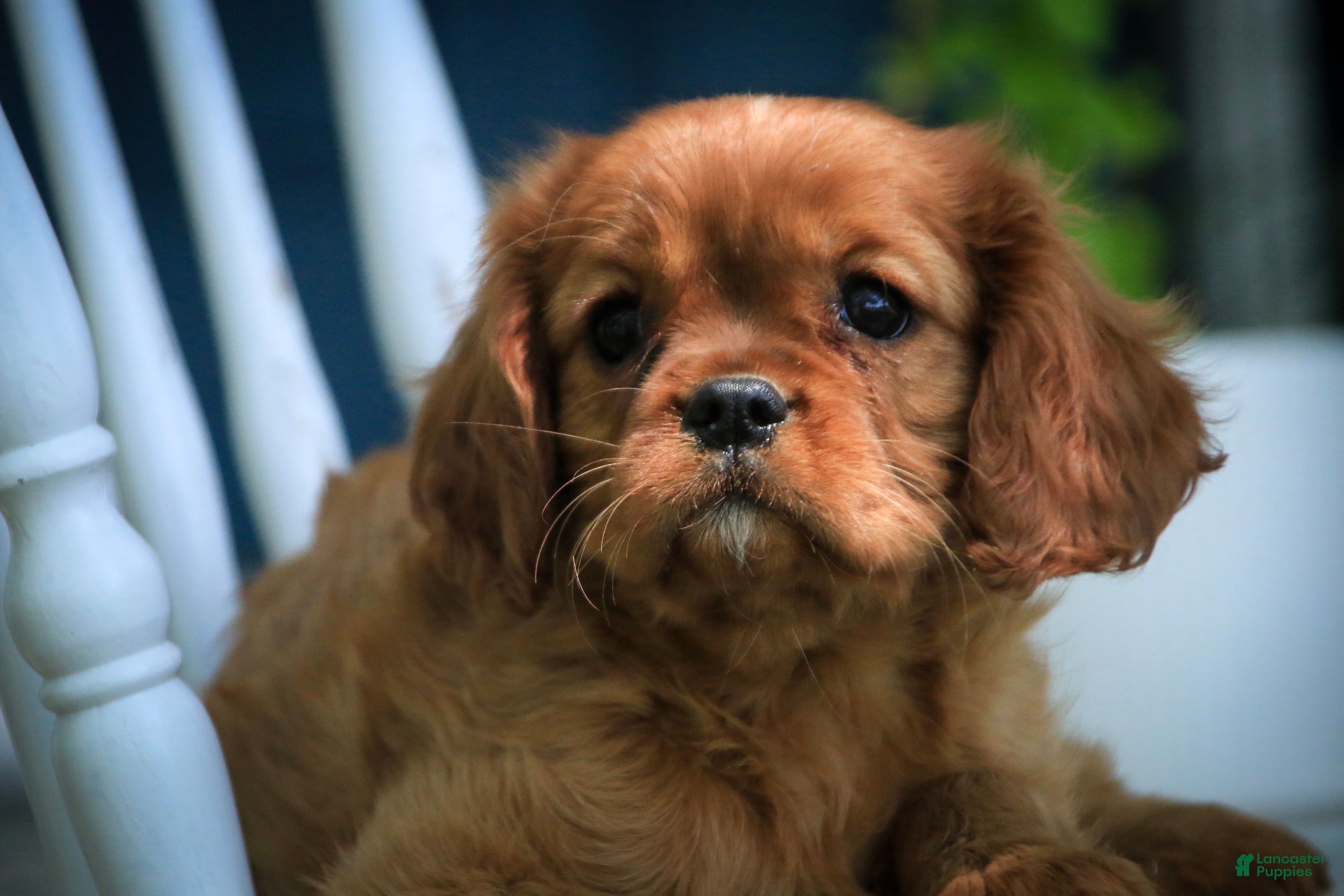 Cavalier King Charles Spaniel dogs Gemma Cavalier King Charles Spaniel  - Ad 1