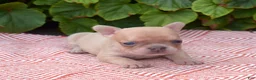 French Bulldog dogs for sale: Autumn - Ad 6