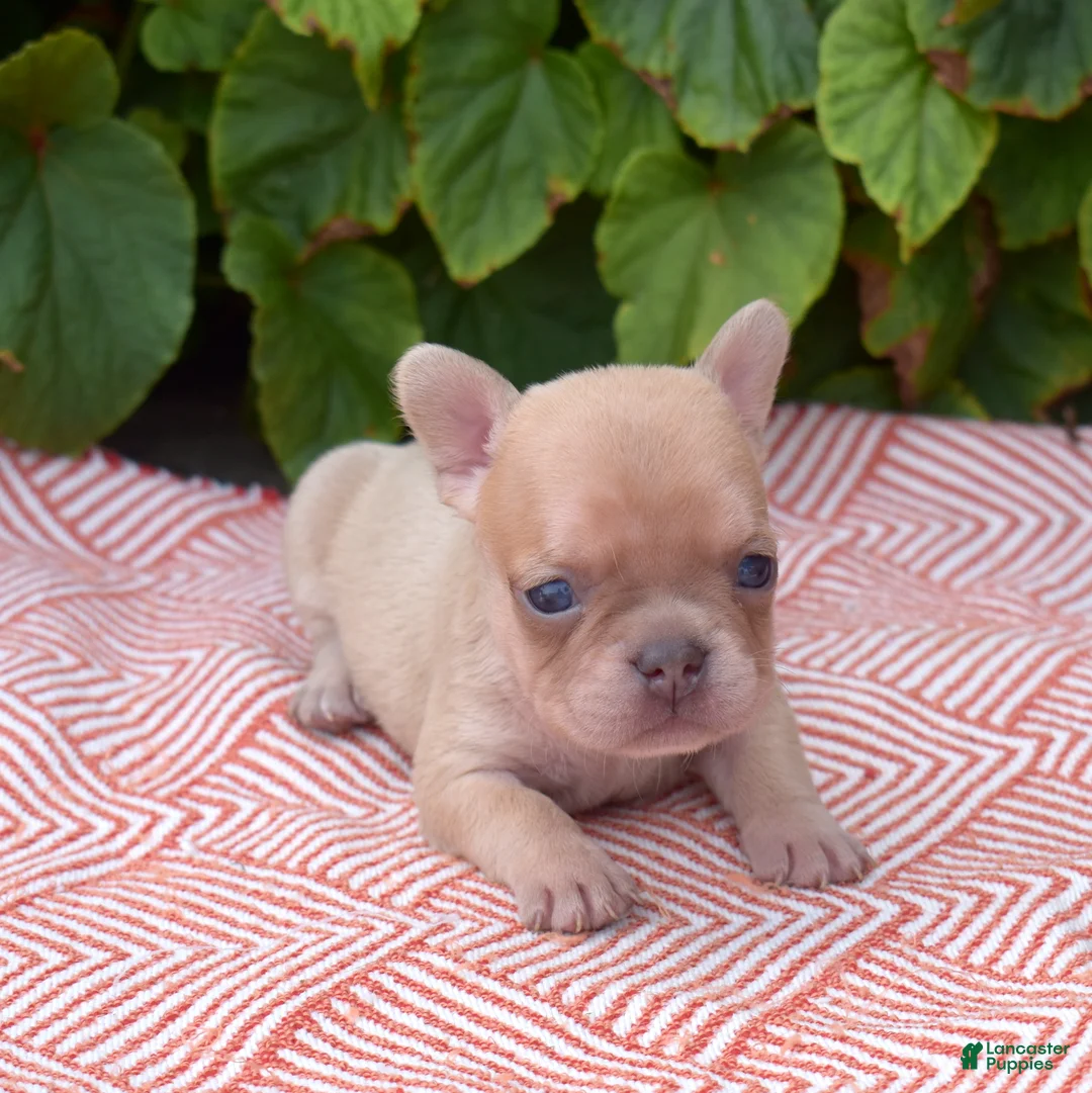 French Bulldog dogs for sale: Autumn - Ad 6