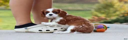 Cavalier King Charles Spaniel dogs for sale: Acorn - Ad 6