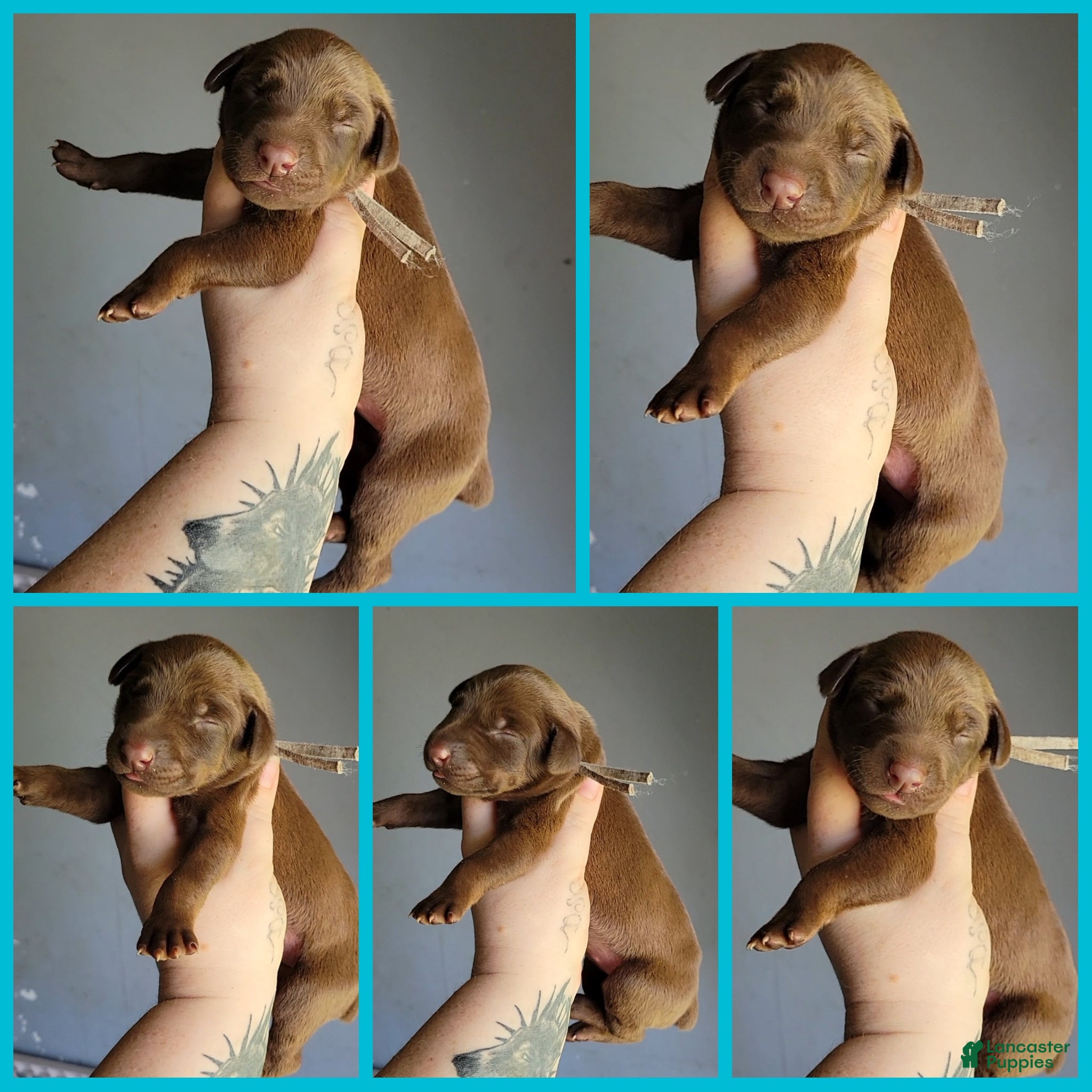 Doberman Pinscher dogs Doberman Pinscher Puppy 2 - Ad 1