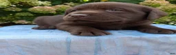 Labrador Retriever dogs for sale: Nash - Ad 3