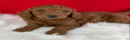 Mini Goldendoodle dogs for sale: Sadie - Ad 5