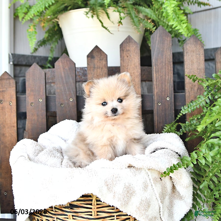 Pomeranian dogs Teddy - Ad 2