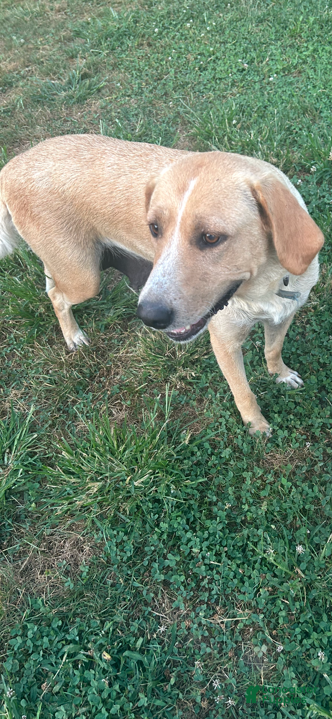 Goldador dogs for sale: Goldador Puppy 2 - Ad 2