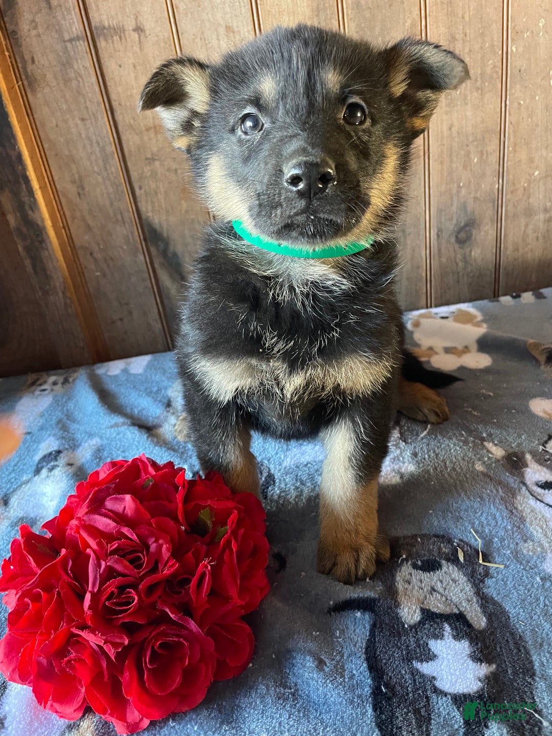 German Shepherd dogs for sale: Norton - Ad 3