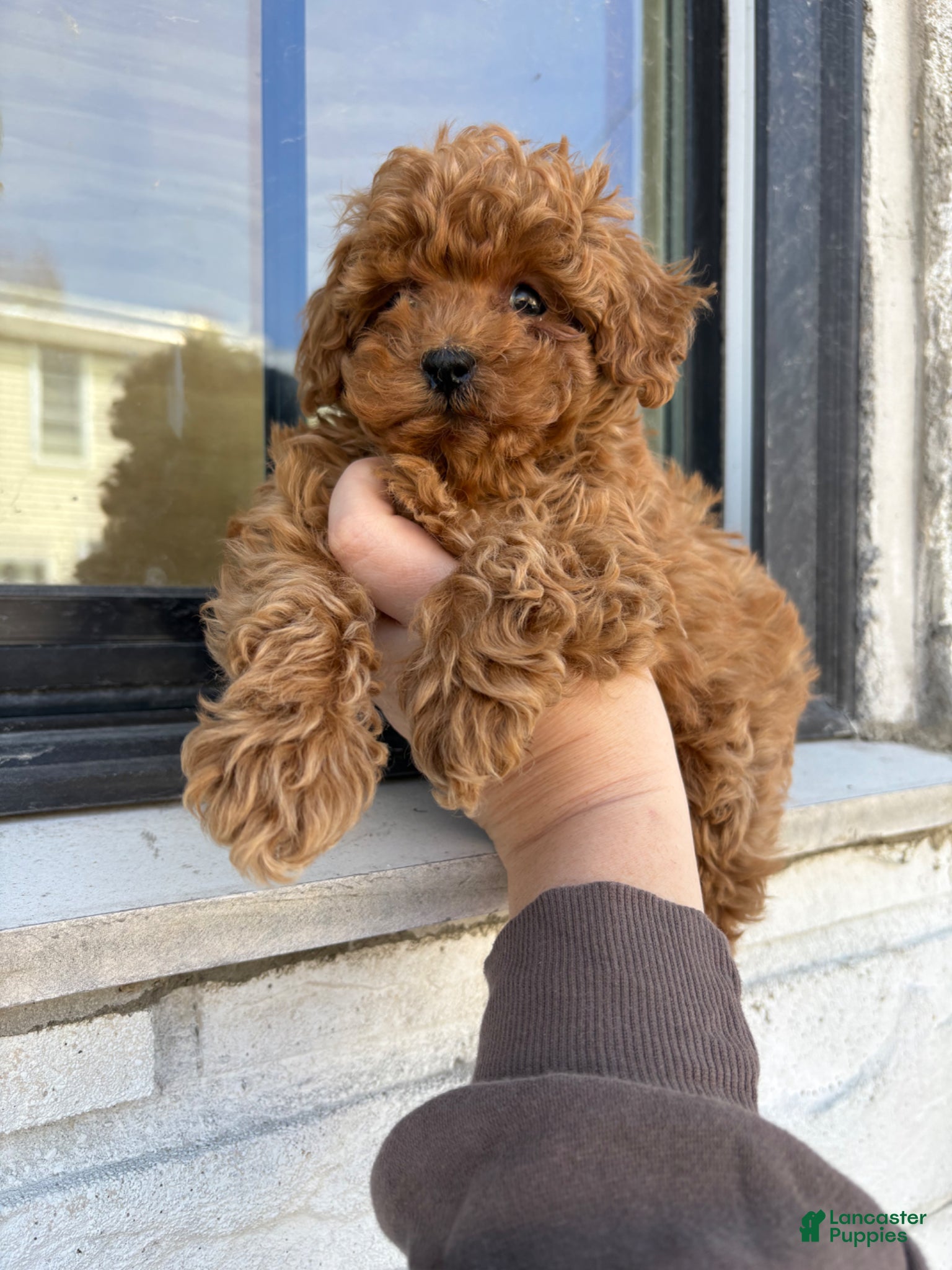 Miniature Poodle dogs Saint  - Ad 2