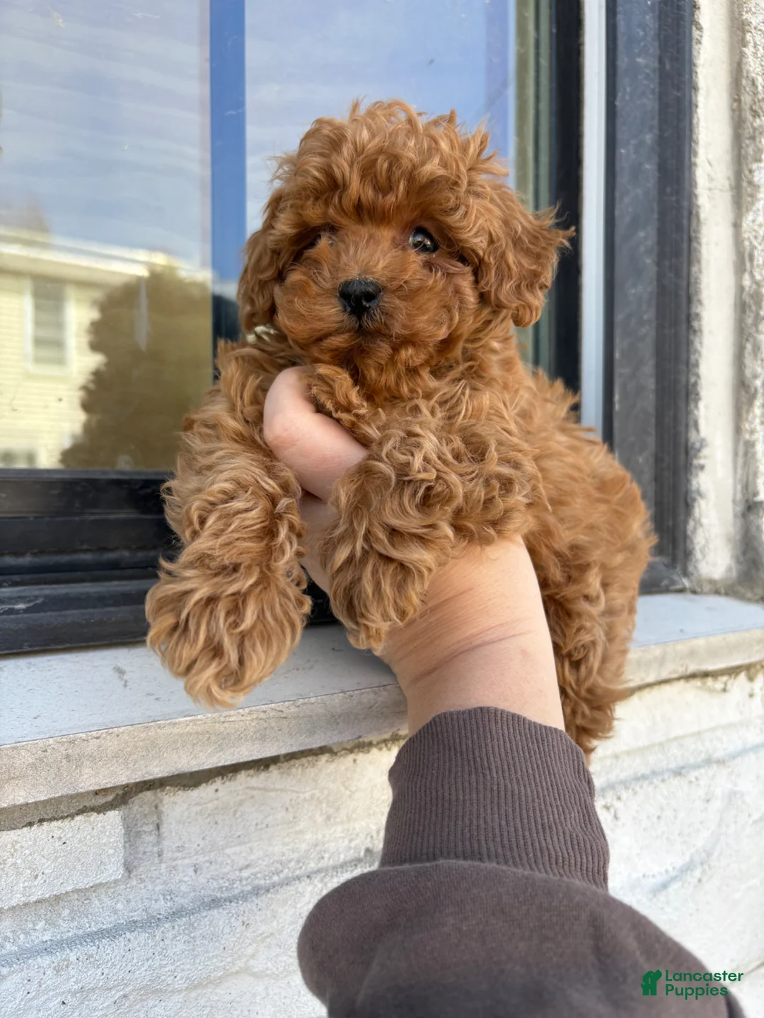 Miniature Poodle dogs for sale: Saint  - Ad 2