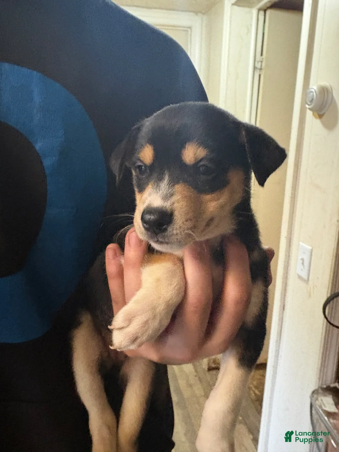 Siberian Husky dogs for stud: 5 cane corso/Siberian husky - Ad 5