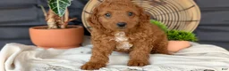 Cavapoo dogs for sale: Mason - Ad 3