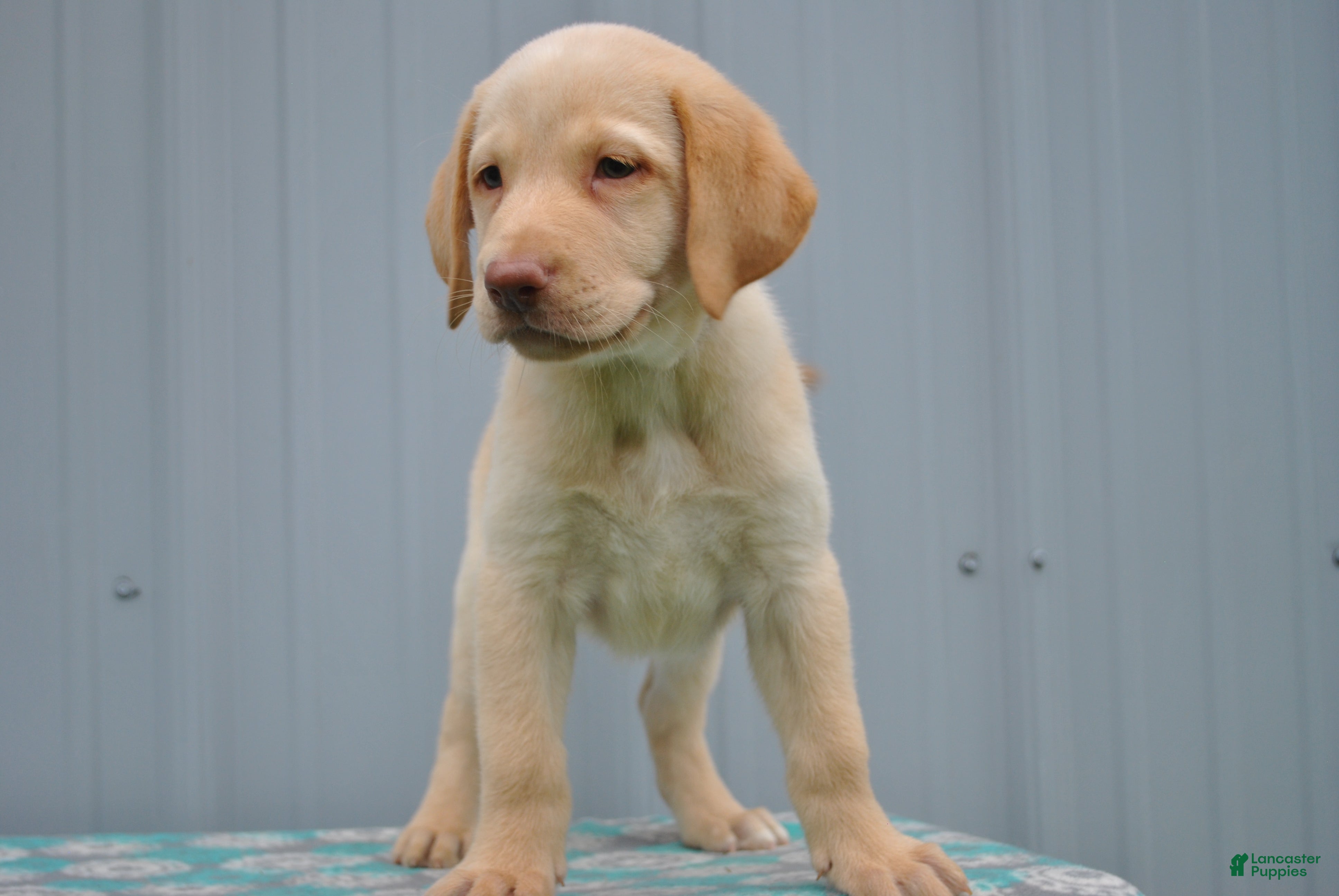 Labrador Retriever dogs for sale: Sandy - Ad 1
