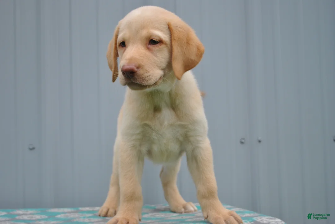 Labrador Retriever dogs for sale: Sandy - Ad 1