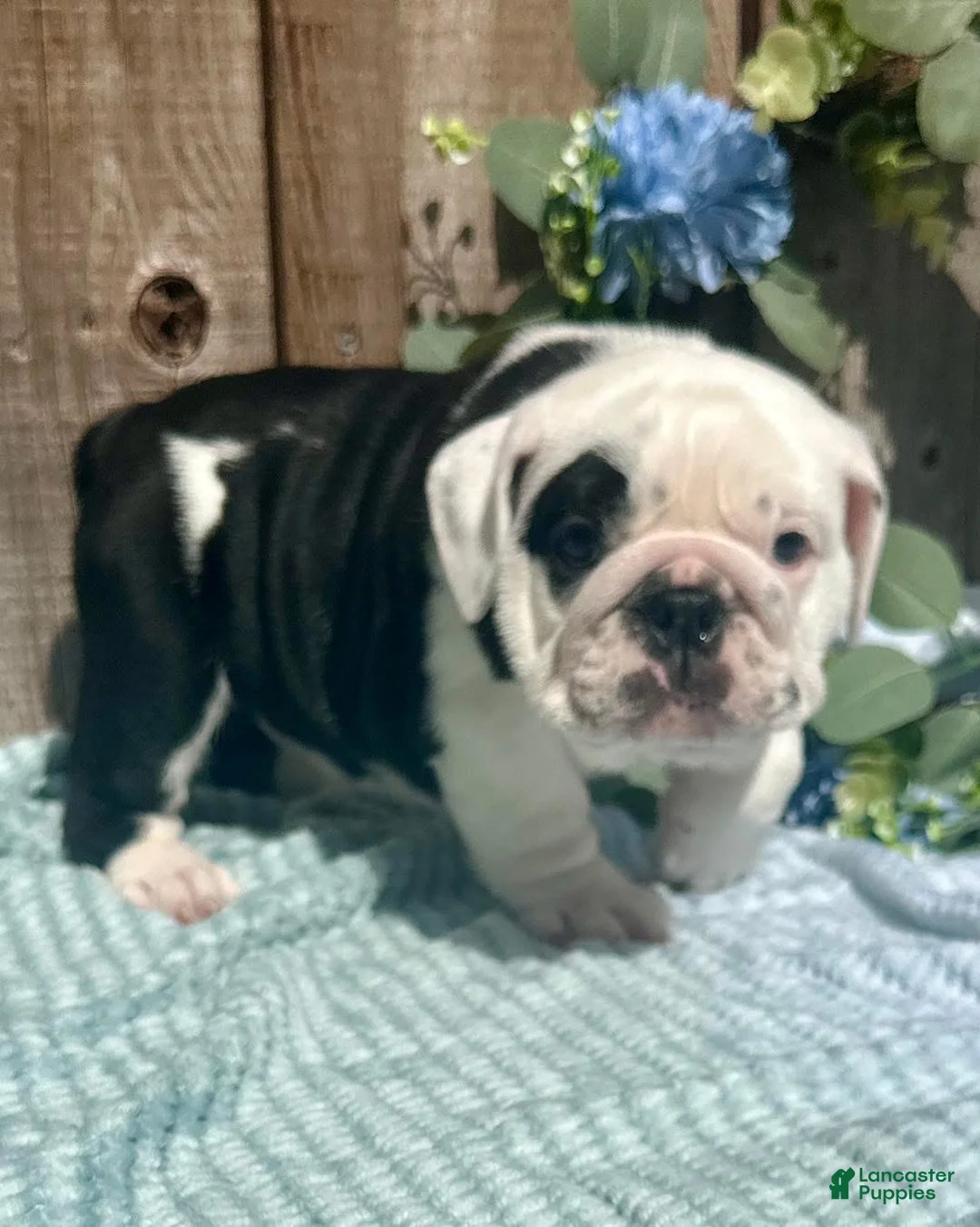 English Bulldog dogs for sale: English Bulldog 1 - Ad 1