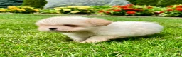 Shih Tzu dogs for sale: Toby - Ad 7