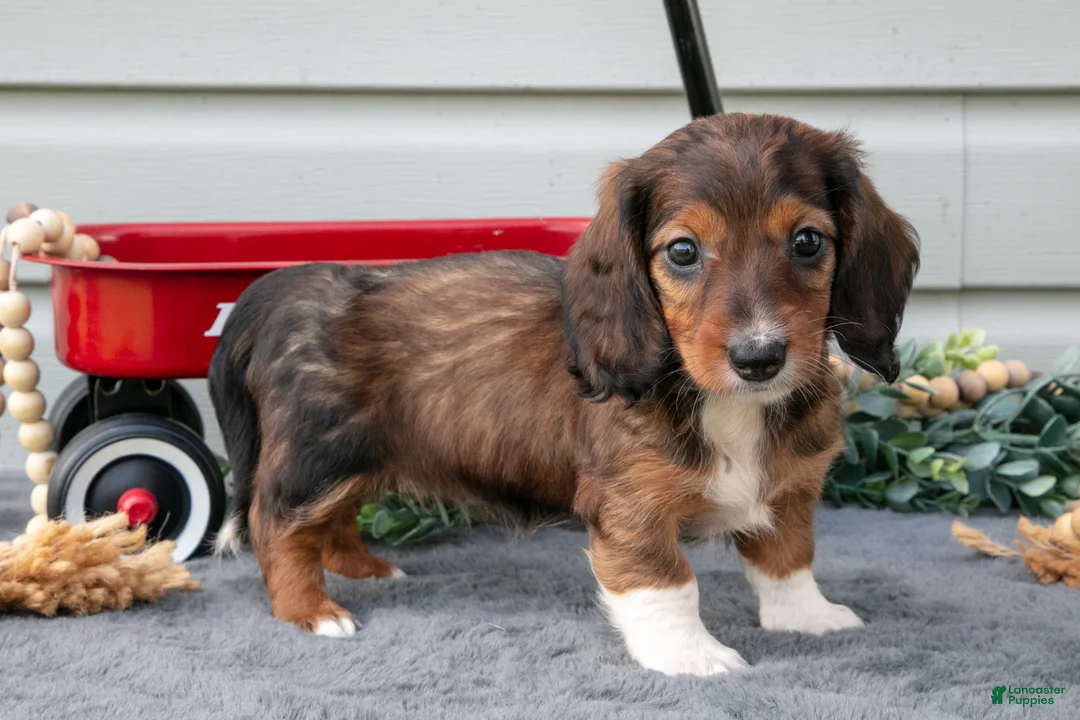 Miniature Dachshund dogs for sale: Mina - Ad 3