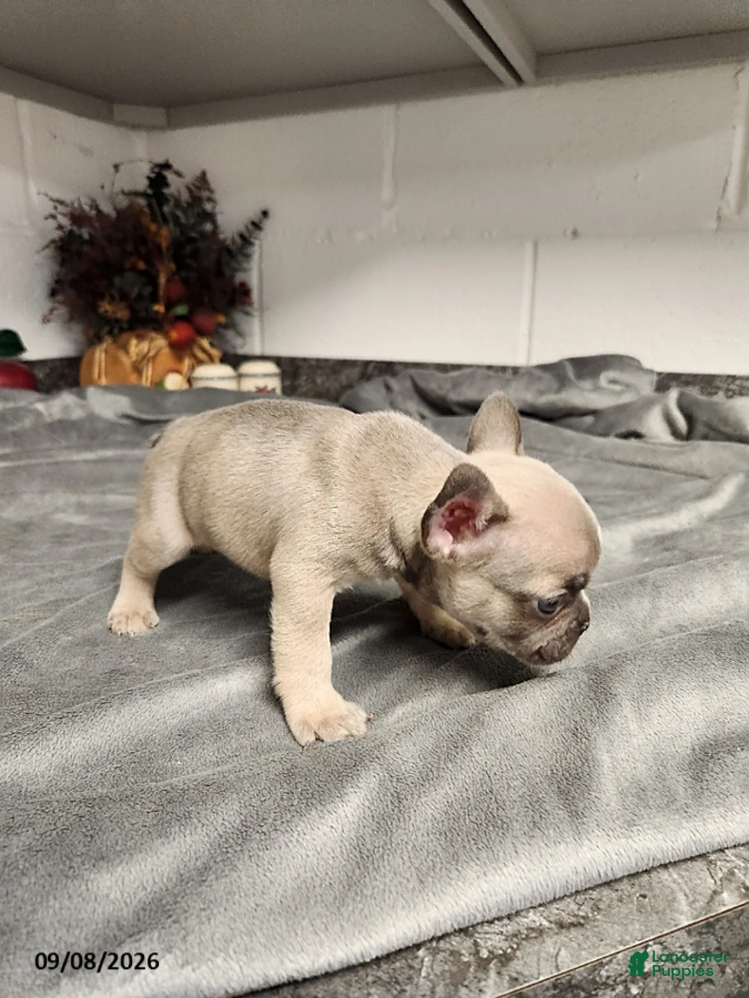 French Bulldog dogs for sale: Austin - Ad 4