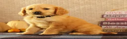 Golden Retriever dogs for sale: Joey - Ad 7