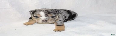 Siesta