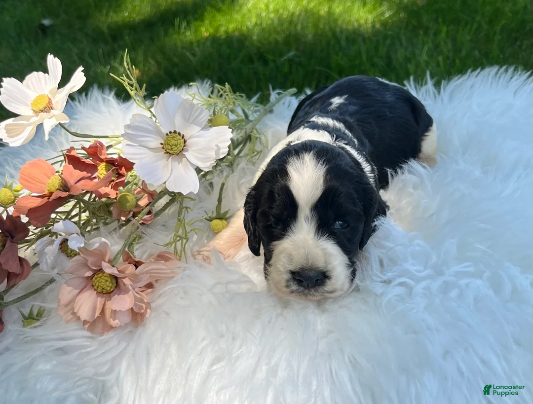 English Springer Spaniel dogs for sale: Darla - Ad 1