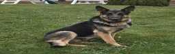 German Shepherd dogs for sale: Megan - Ad 6