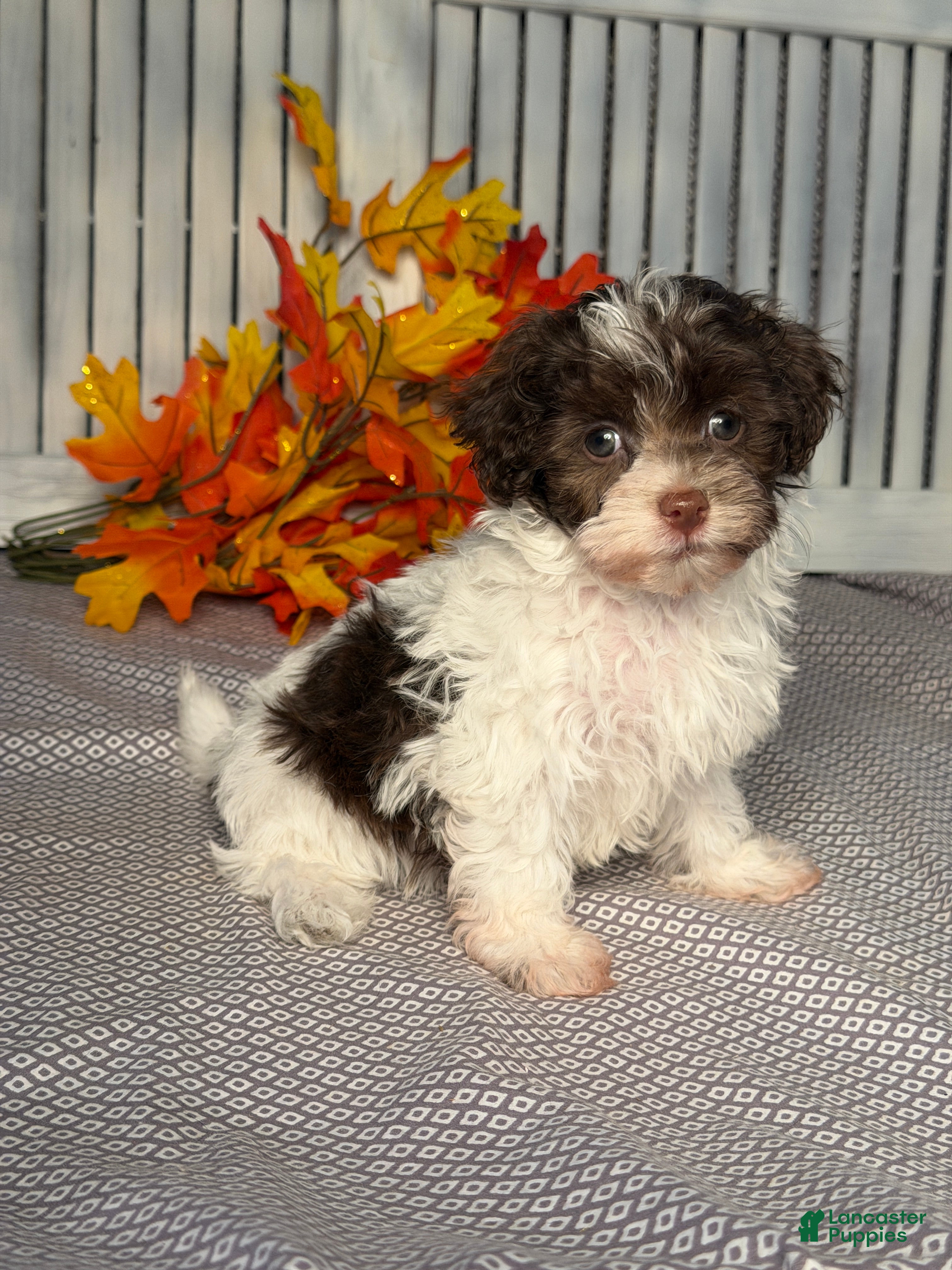 Havapoo dogs Alice - Ad 2