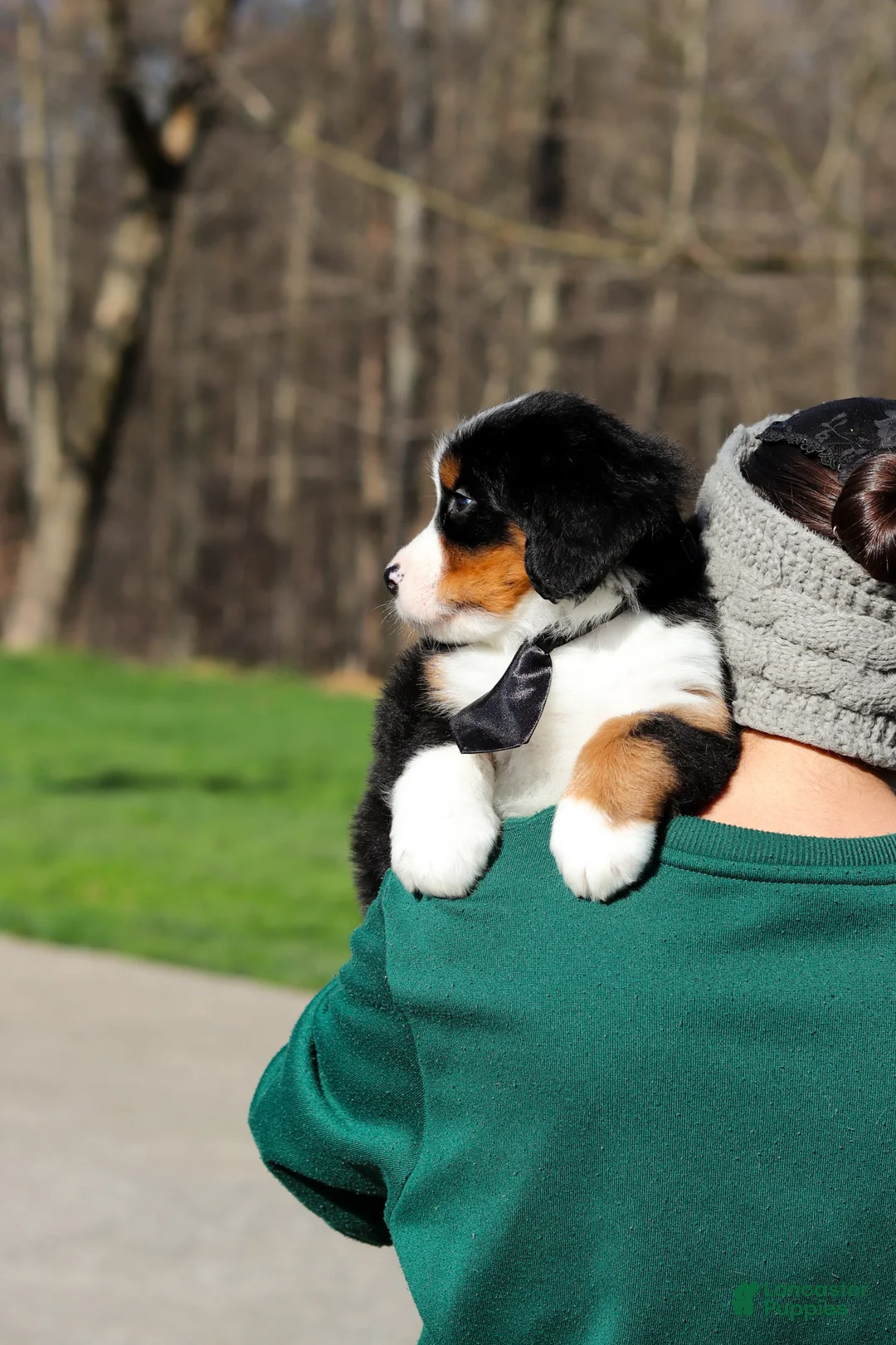 Bernese Mountain Dog dogs for sale: Zeke - Ad 2