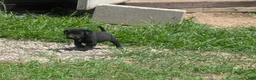 Mixed Breed dogs for sale: Black Bullmastador puppy  - Ad 3