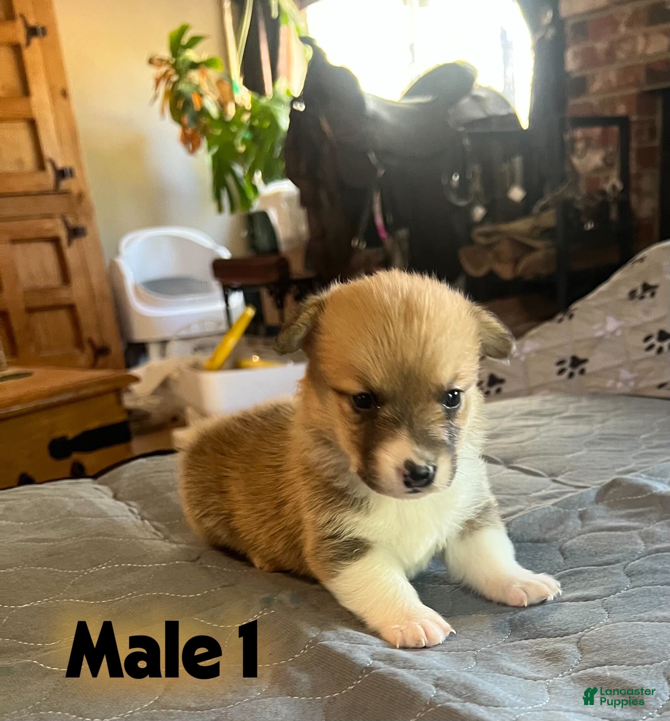 Welsh Corgi Pembroke dogs Welsh Corgi Pembroke Puppy 1 - Ad 1