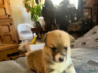 Welsh Corgi Pembroke dogs for sale: Welsh Corgi Pembroke Puppy 1 - Ad 1