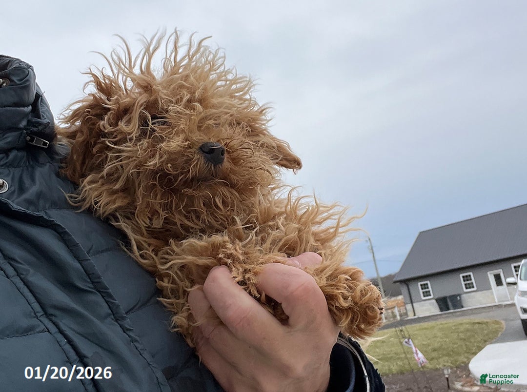 Bichpoo dogs for sale: Milly - Ad 3