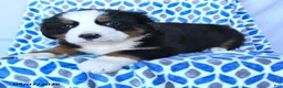 Bernese Mountain Dog dogs for sale: Jet - Ad 4