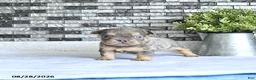 French Bulldog dogs for sale: Oliver - Ad 3