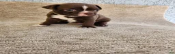 Boston Terrier dogs for sale: Boston Terrier 1 - Ad 1