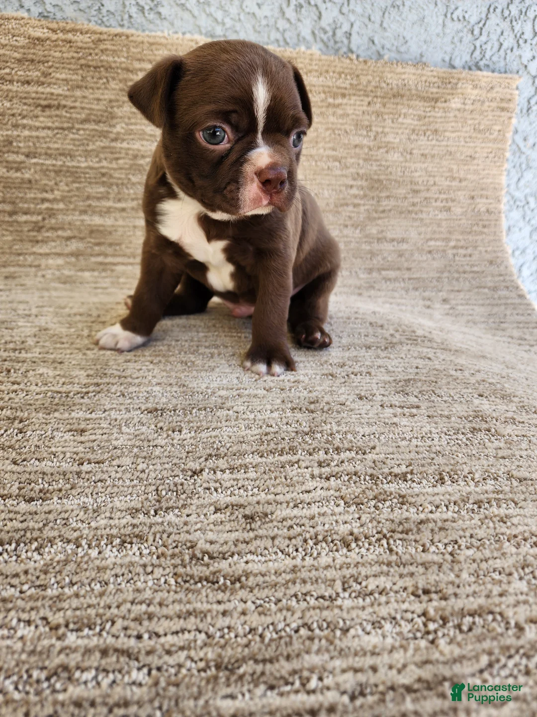 Boston Terrier dogs for sale: Boston Terrier 1 - Ad 1