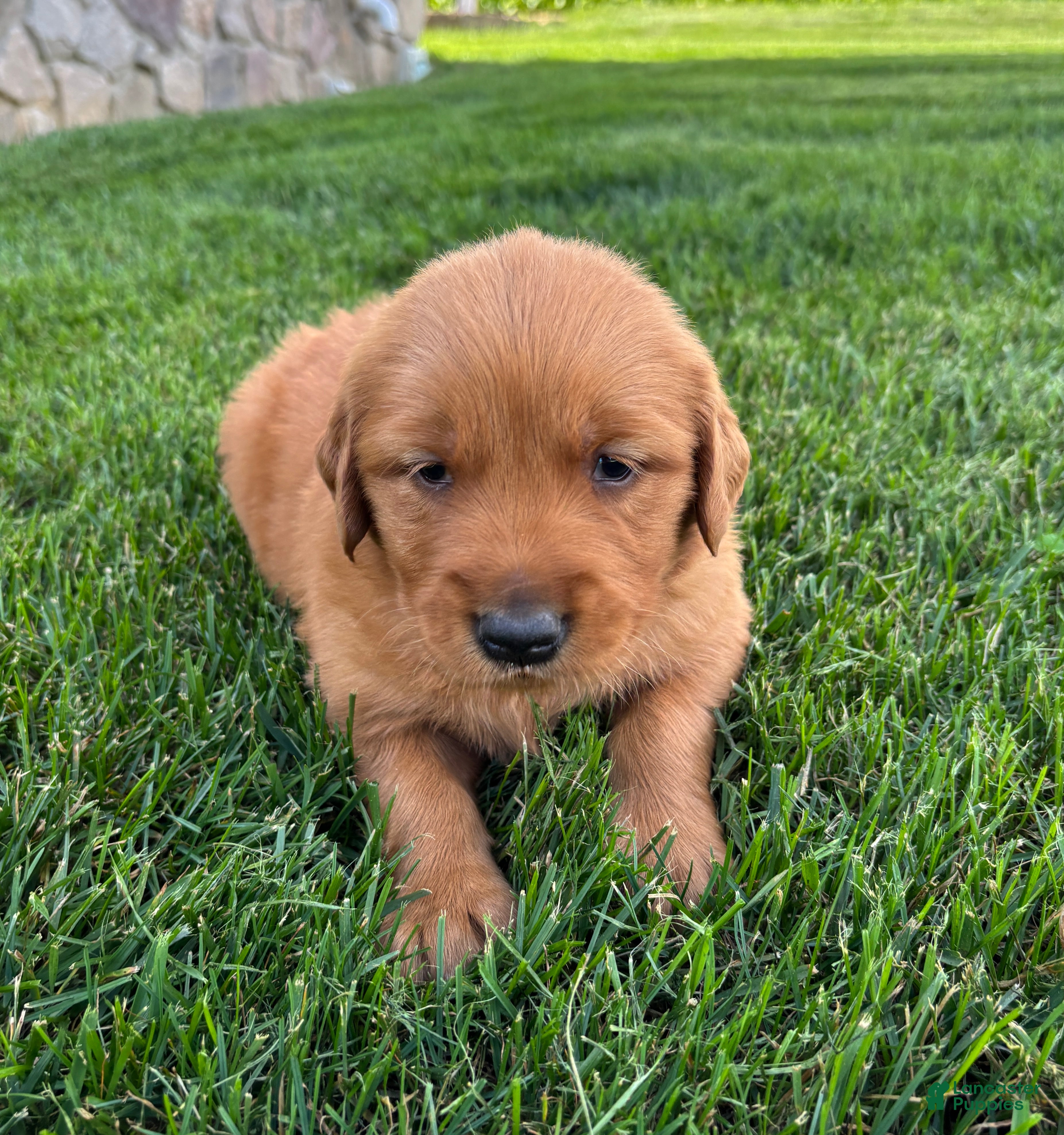 Golden Retriever dogs Rusty - Ad 2