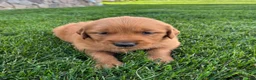 Golden Retriever dogs for sale: Rusty - Ad 2