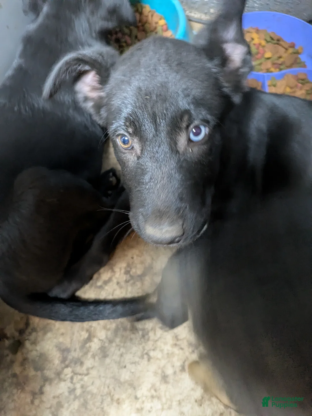 Mixed Breed dogs for sale: Mixed Breed Puppy 1 - Ad 1