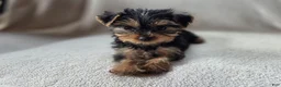 Yorkshire Terrier dogs for sale: Aowin - Ad 1