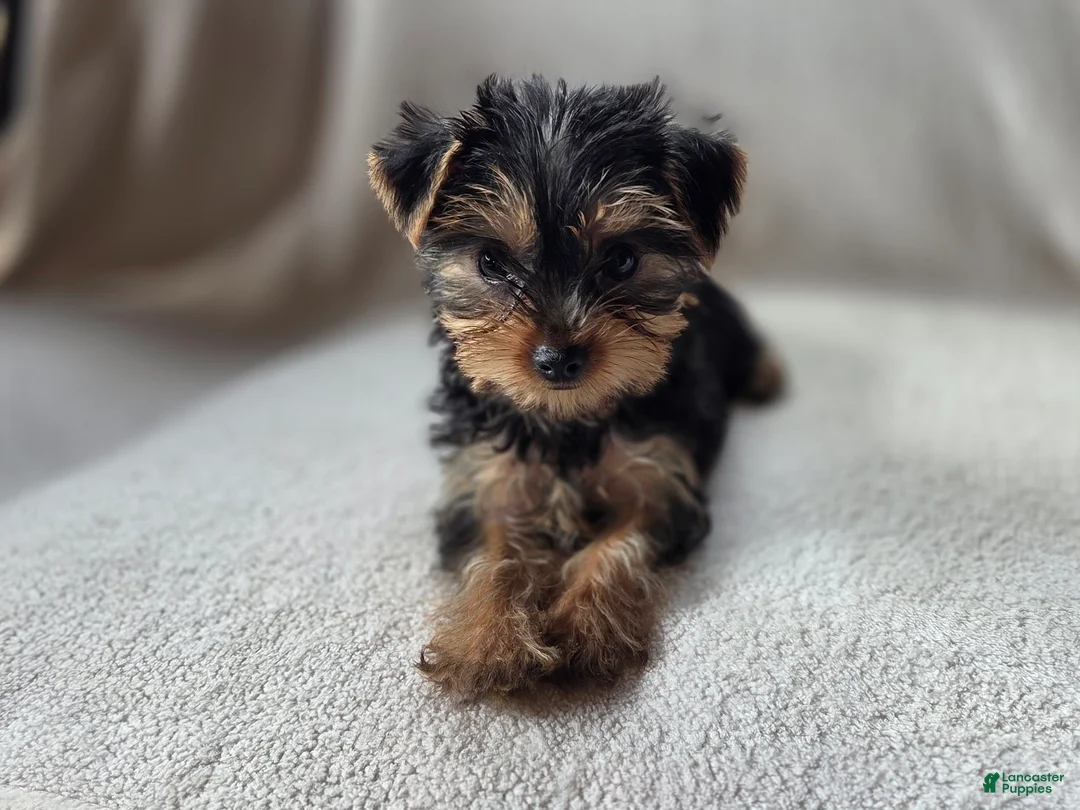 Yorkshire Terrier dogs for sale: Aowin - Ad 1
