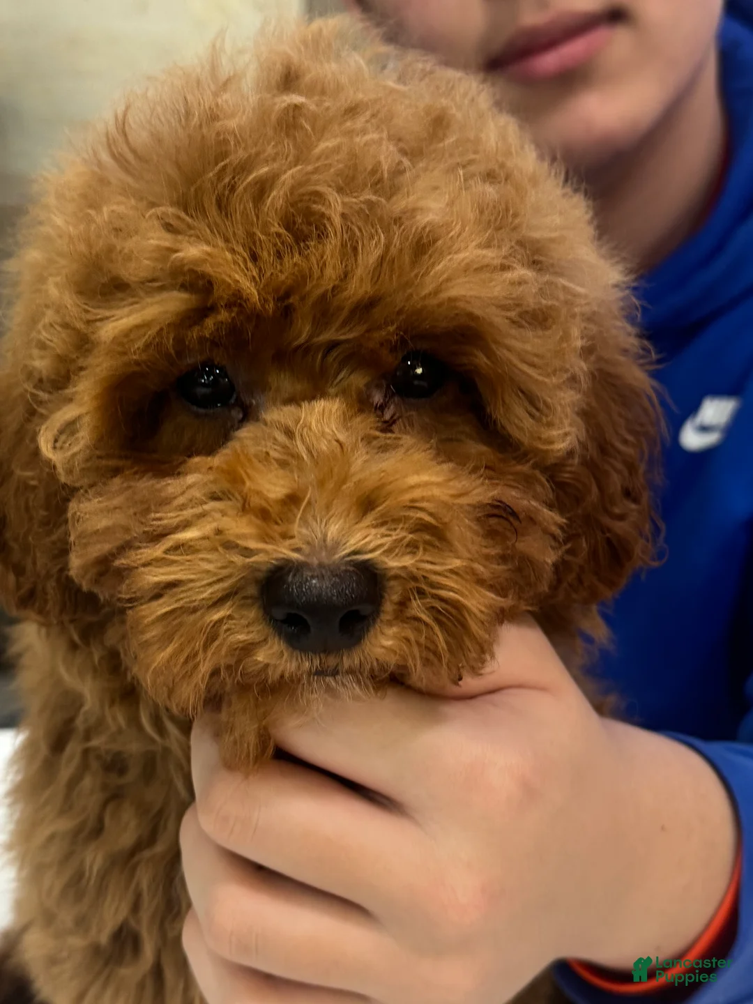 Toy Poodle dogs for sale: Coffee - Ad 6