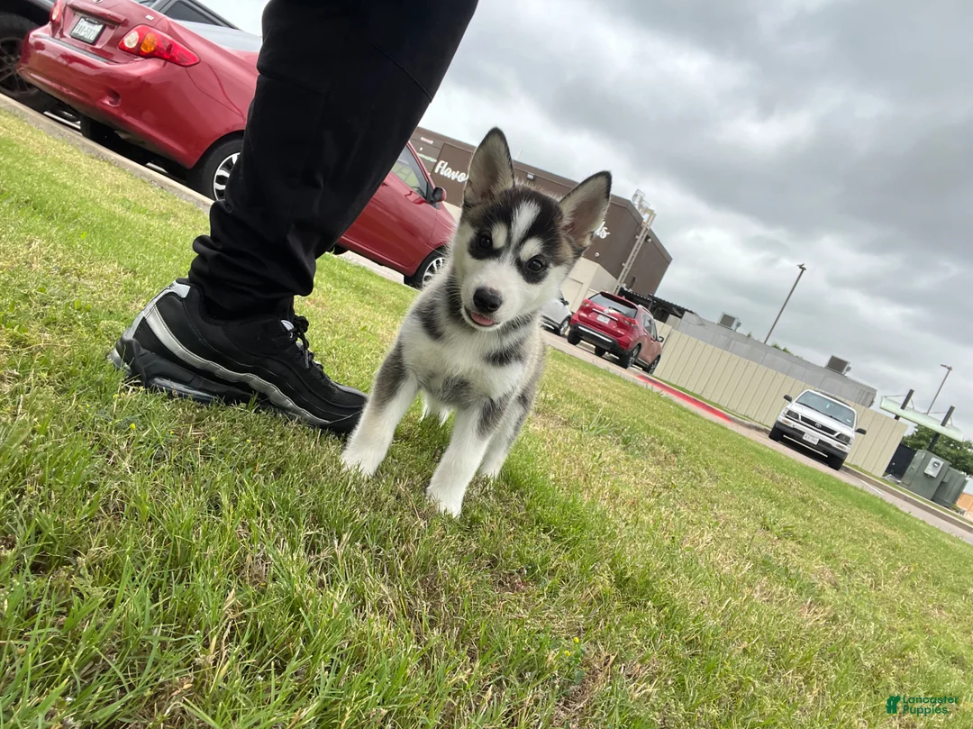 Siberian Husky dogs for sale: Siberian Husky Puppy 1 - Ad 2
