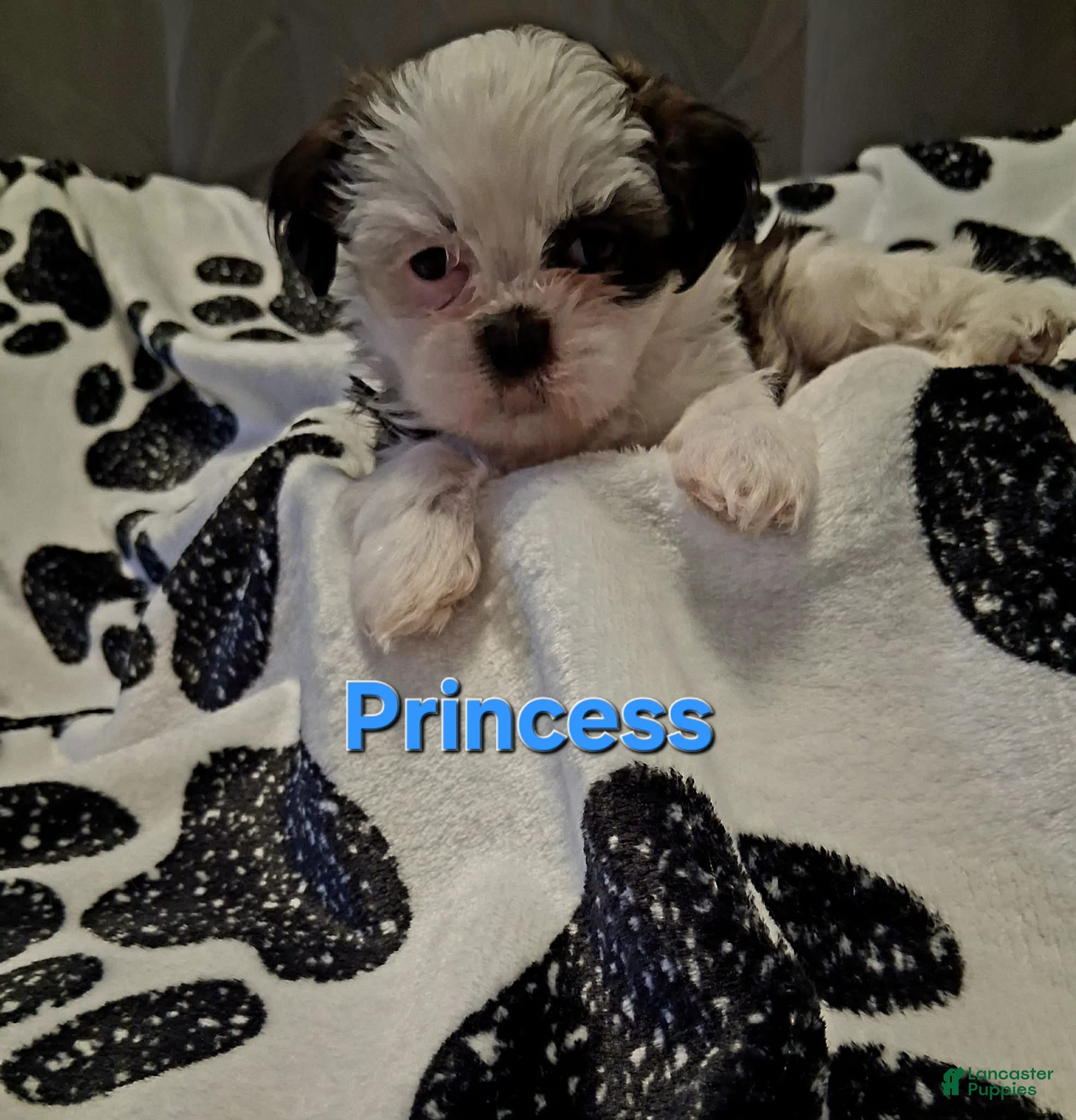 Shih Tzu dogs Princess - Ad 1