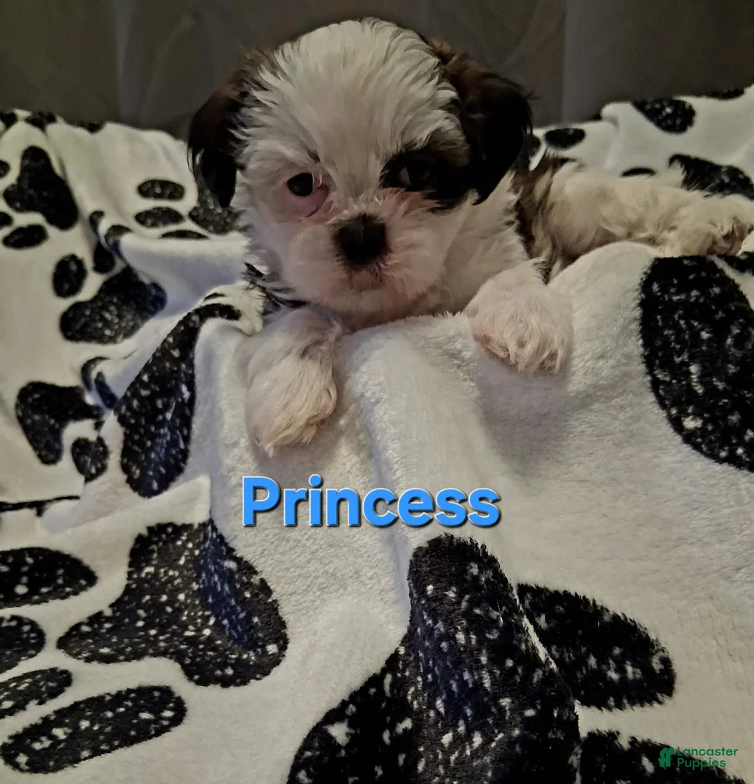 Shih Tzu dogs for sale: Princess - Ad 1