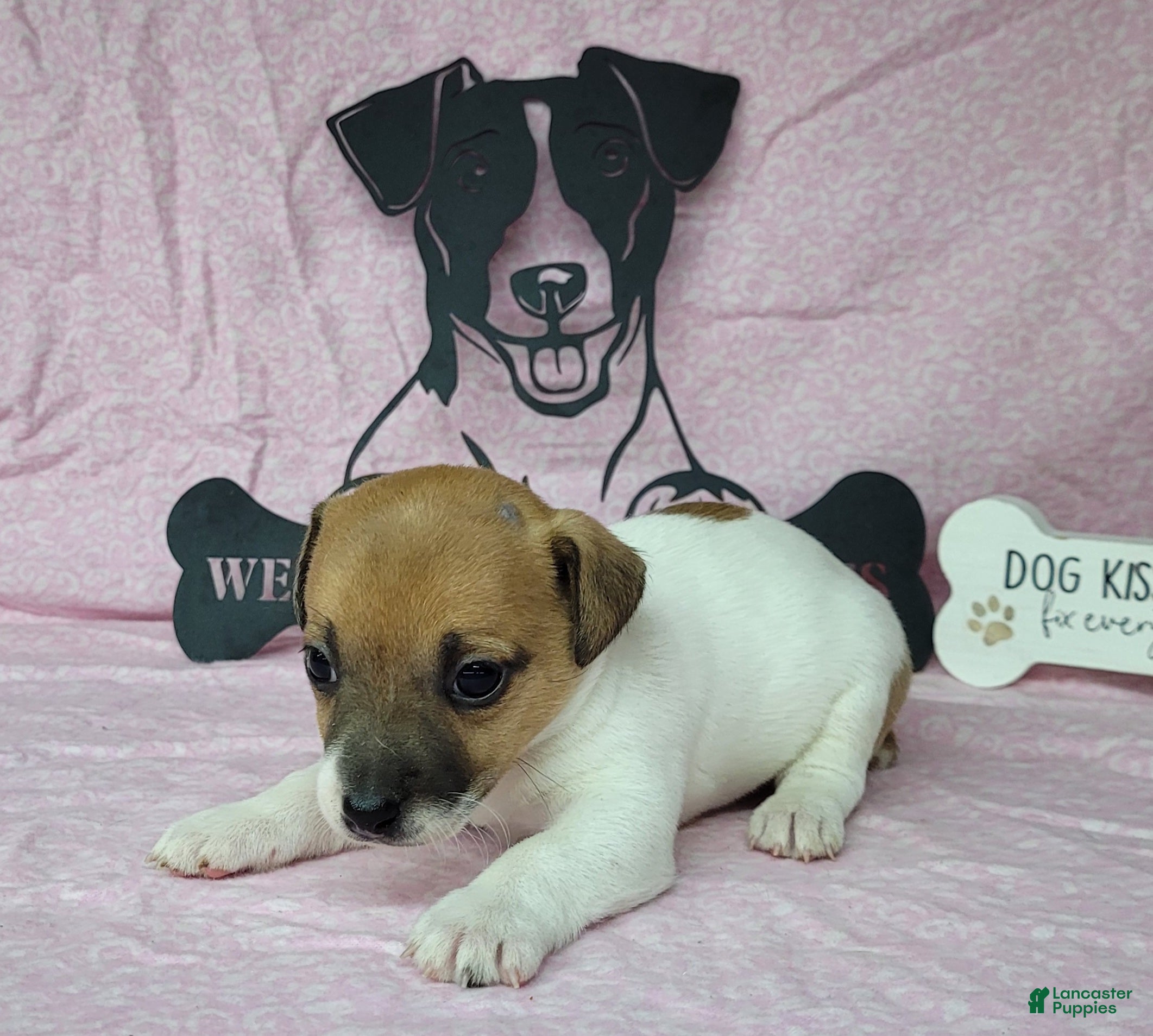 Terrier Dog Breeds Price Dog Breed Jack Russell Price Jack Russell