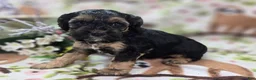 Cockapoo dogs for sale: Batty - Ad 16